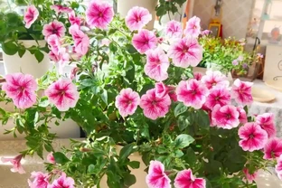 春天養花「就養它」，開花多又漂亮，簡直是開花機器，一盆上千朵
