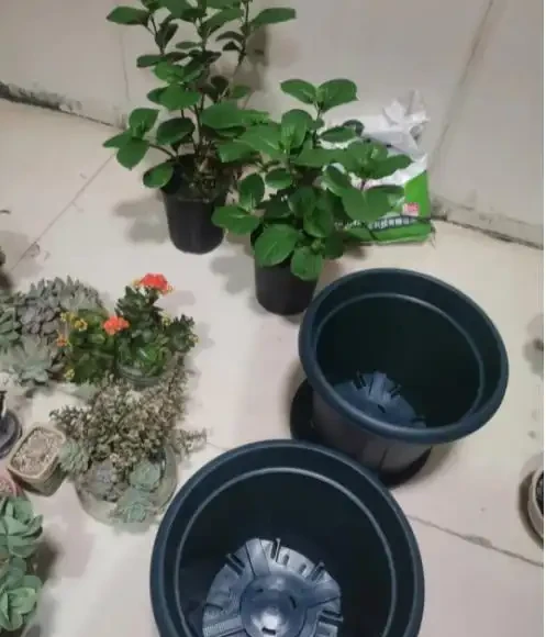 花盆下面墊個「小玩意」,澆水再多也不腐根