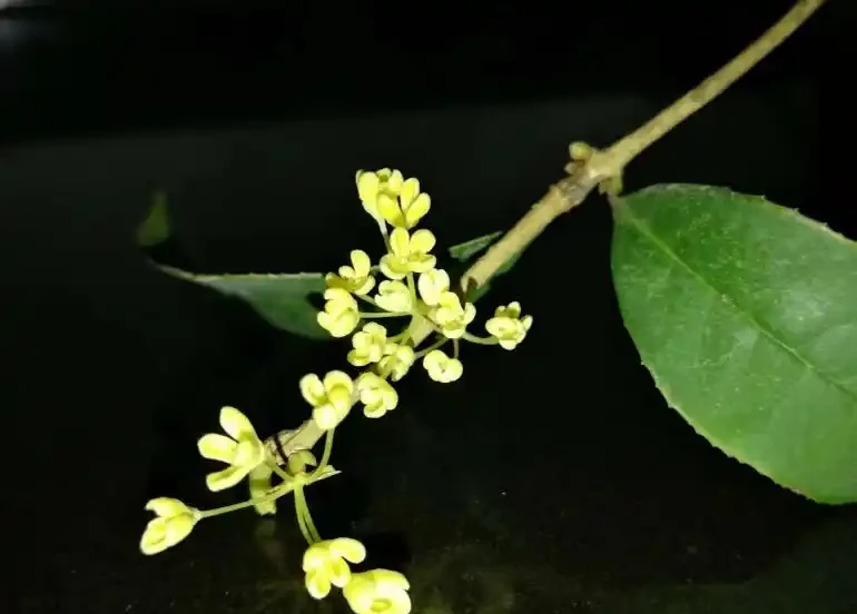 木犀花是木樨嗎?