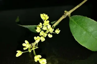 木犀花是木樨嗎？