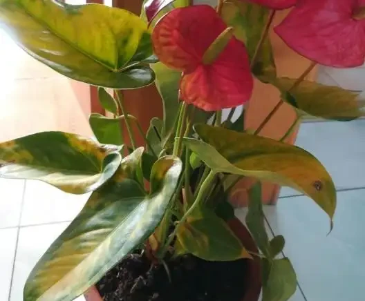 火鶴葉子發黃的原因是什麼？