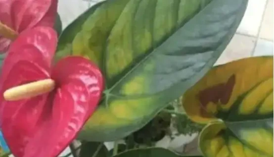 火鶴葉子發黃的原因是什麼？