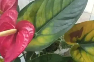 火鶴葉子發黃的原因是什麼？
