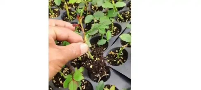 玫瑰可以插枝成活嗎