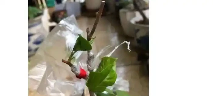 玫瑰可以插枝成活嗎