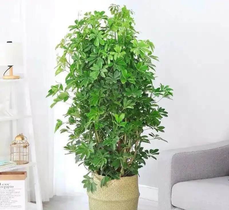 想把鴨腳木養得枝繁葉茂,先學會「剪」,其次才是「養」