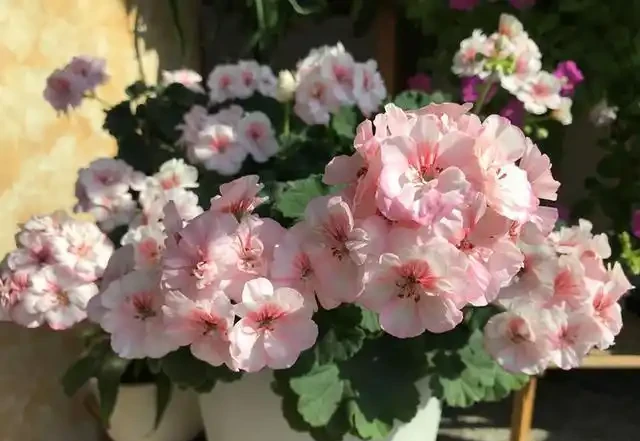 越養越不「吉利」的6種花,勸你及時扔掉,別再受累「惹人嫌」