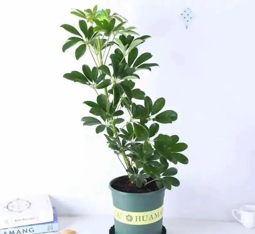 想把鴨腳木養得枝繁葉茂,先學會「剪」,其次才是「養」