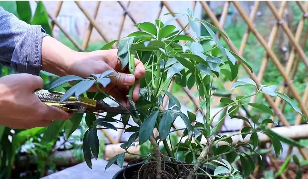 想把鴨腳木養得枝繁葉茂,先學會「剪」,其次才是「養」