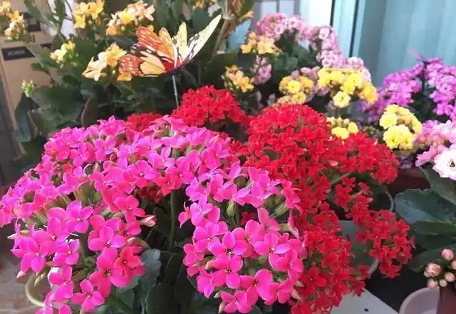 越養越不「吉利」的6種花,勸你及時扔掉,別再受累「惹人嫌」