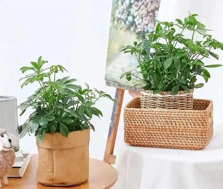 想把鴨腳木養得枝繁葉茂,先學會「剪」,其次才是「養」