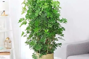 想把鴨腳木養得枝繁葉茂，先學會「剪」，其次才是「養」