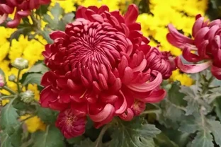 越養越不「吉利」的6種花，勸你及時扔掉，別再受累「惹人嫌」