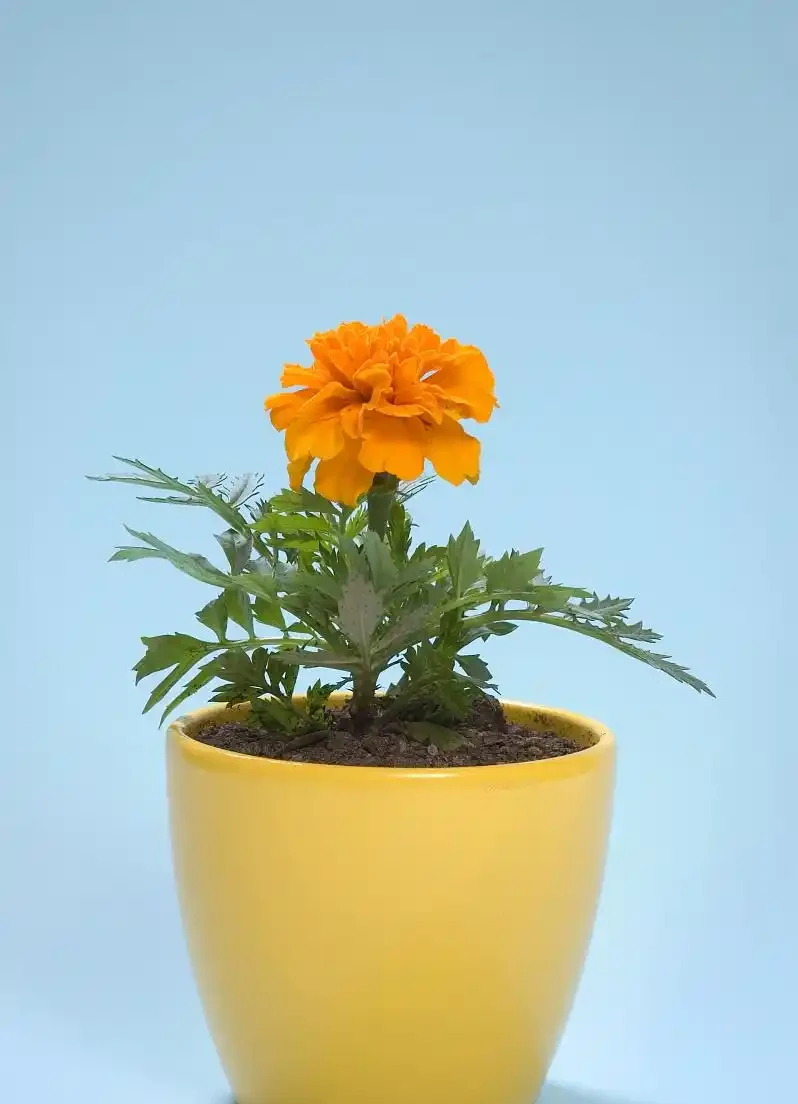 養菊花要遵循的準則!科學配土壤,讓盆栽菊花長得更好!