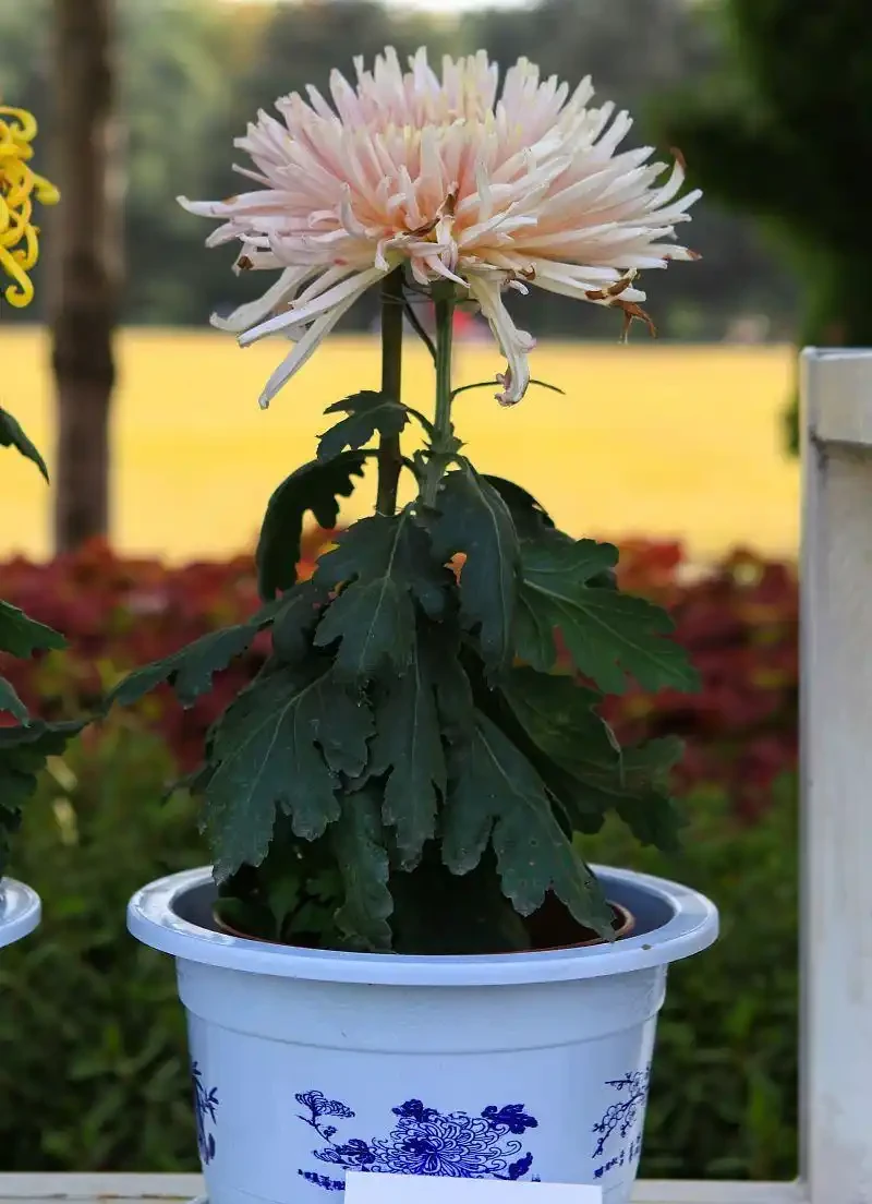 菊花專屬,教你如何施肥才能讓花兒更加綻放!