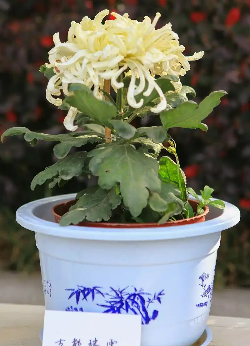 菊花專屬,教你如何施肥才能讓花兒更加綻放!