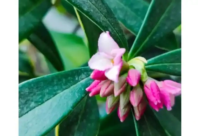 瑞香用什麼土種植好