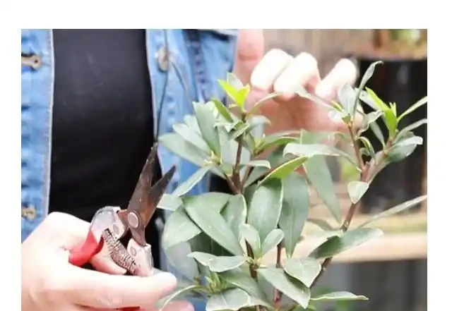 瑞香用什麼土種植好