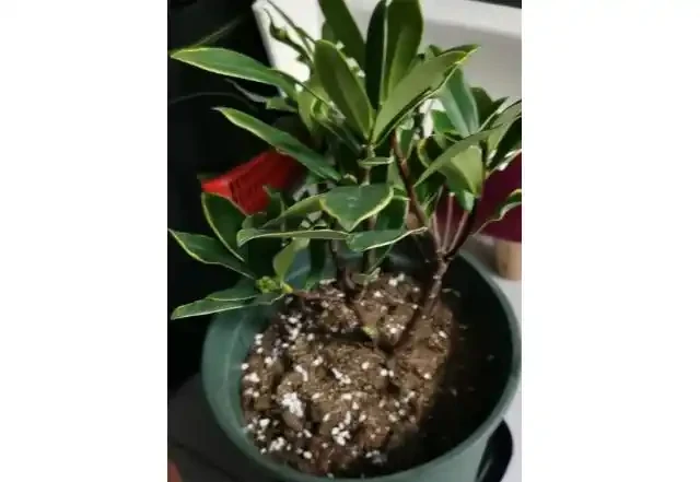 瑞香用什麼土種植好