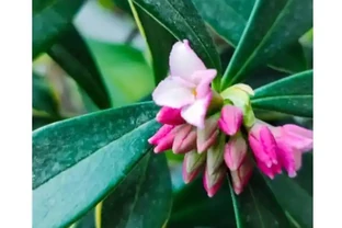瑞香用什麼土種植好