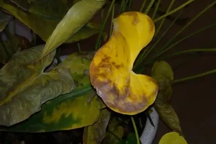 火鶴葉子黃是什麼原因