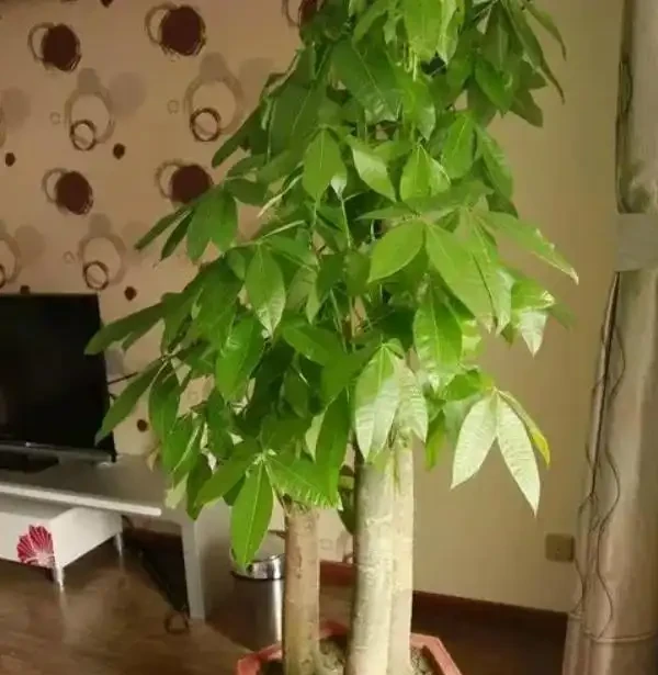 發財樹的葉子發軟發蔫下垂怎麼補救