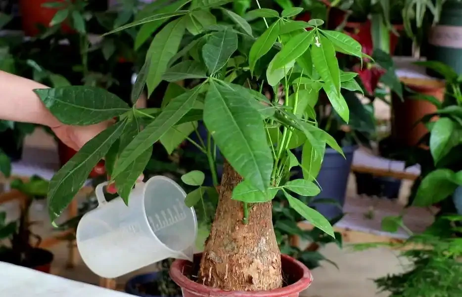發財樹的葉子發軟發蔫下垂怎麼補救