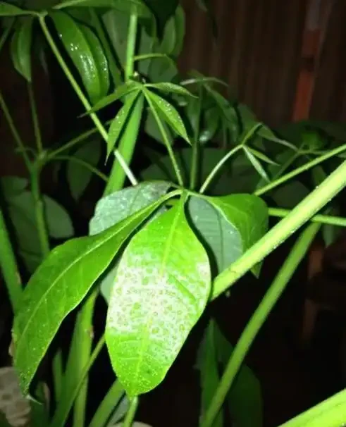 發財樹的葉子發軟發蔫下垂怎麼補救