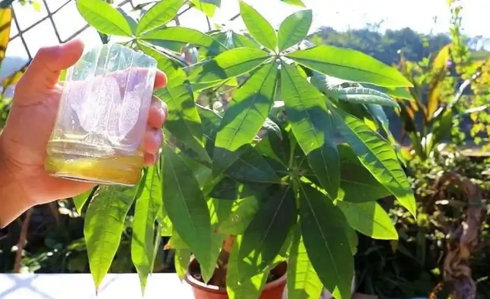 發財樹的葉子發軟發蔫下垂怎麼補救