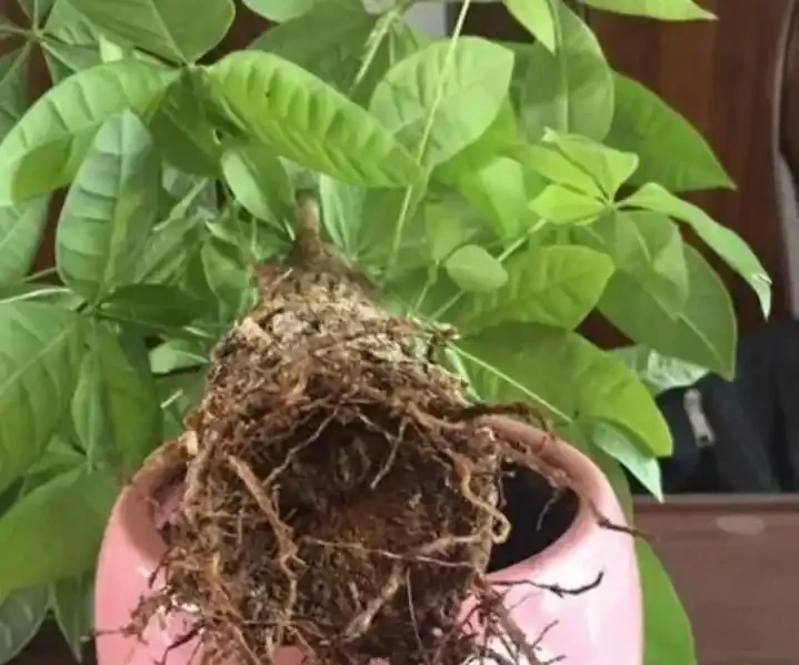 發財樹的葉子發軟發蔫下垂怎麼補救