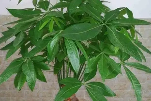 發財樹的葉子發軟發蔫下垂怎麼補救
