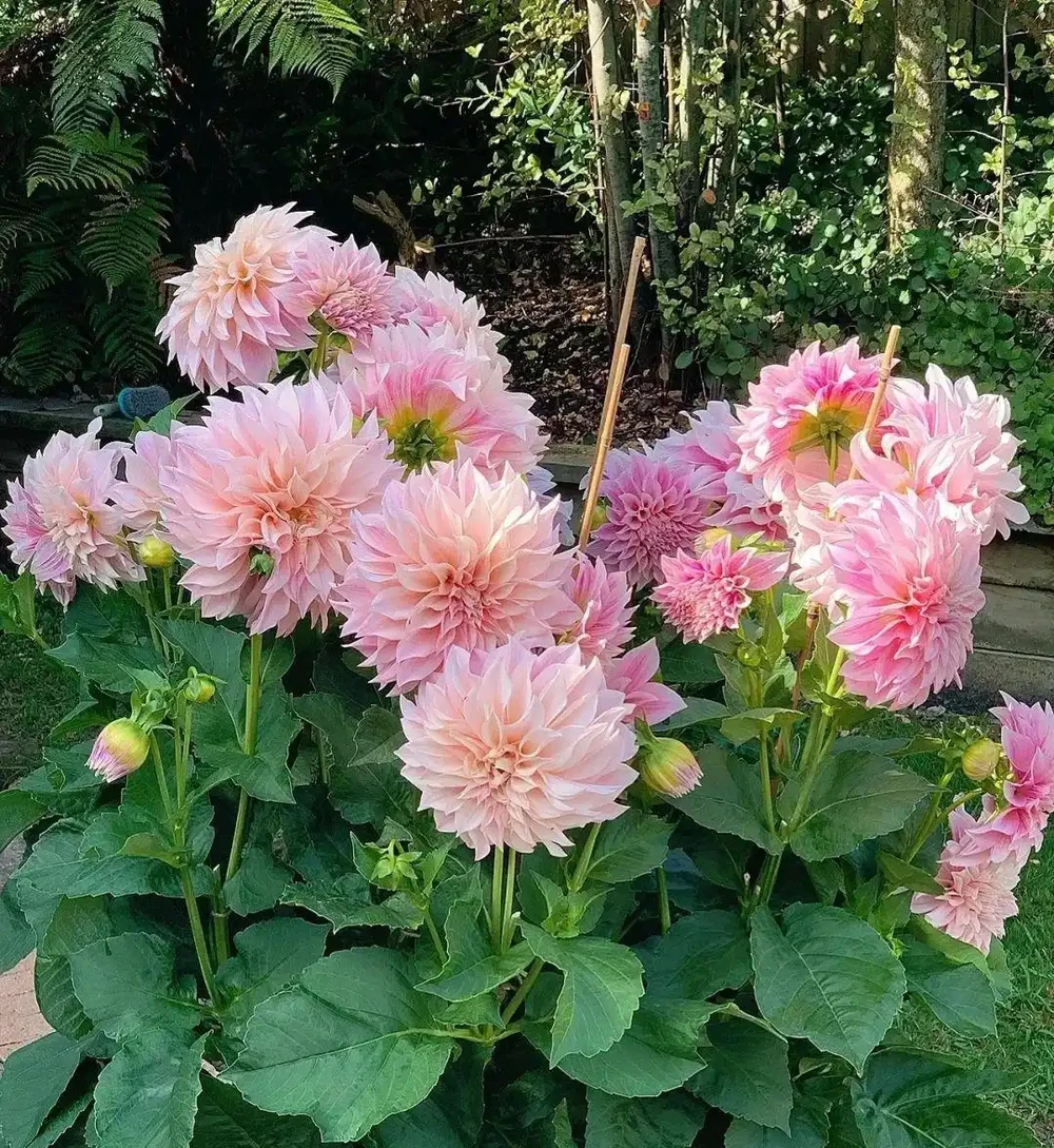 開花期長達「300天」的10種花,陽臺上有一棵就能「美翻天」