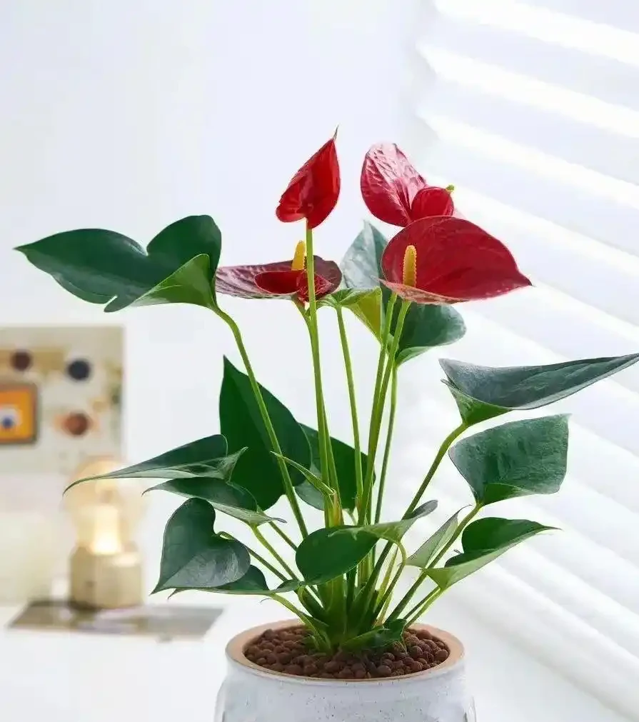 開花期長達「300天」的10種花,陽臺上有一棵就能「美翻天」