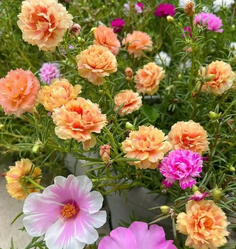 開花期長達「300天」的10種花,陽臺上有一棵就能「美翻天」