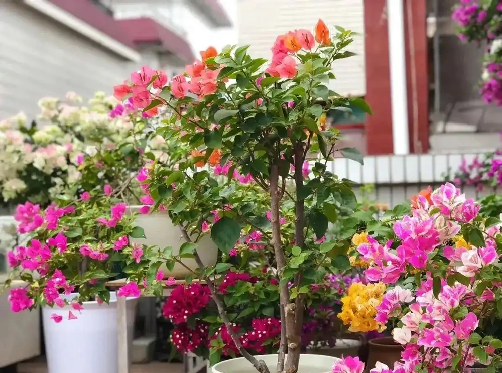 開花期長達「300天」的10種花,陽臺上有一棵就能「美翻天」