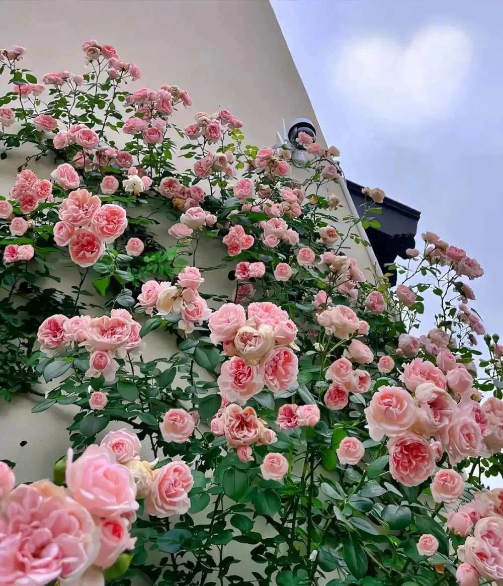 開花期長達「300天」的10種花,陽臺上有一棵就能「美翻天」