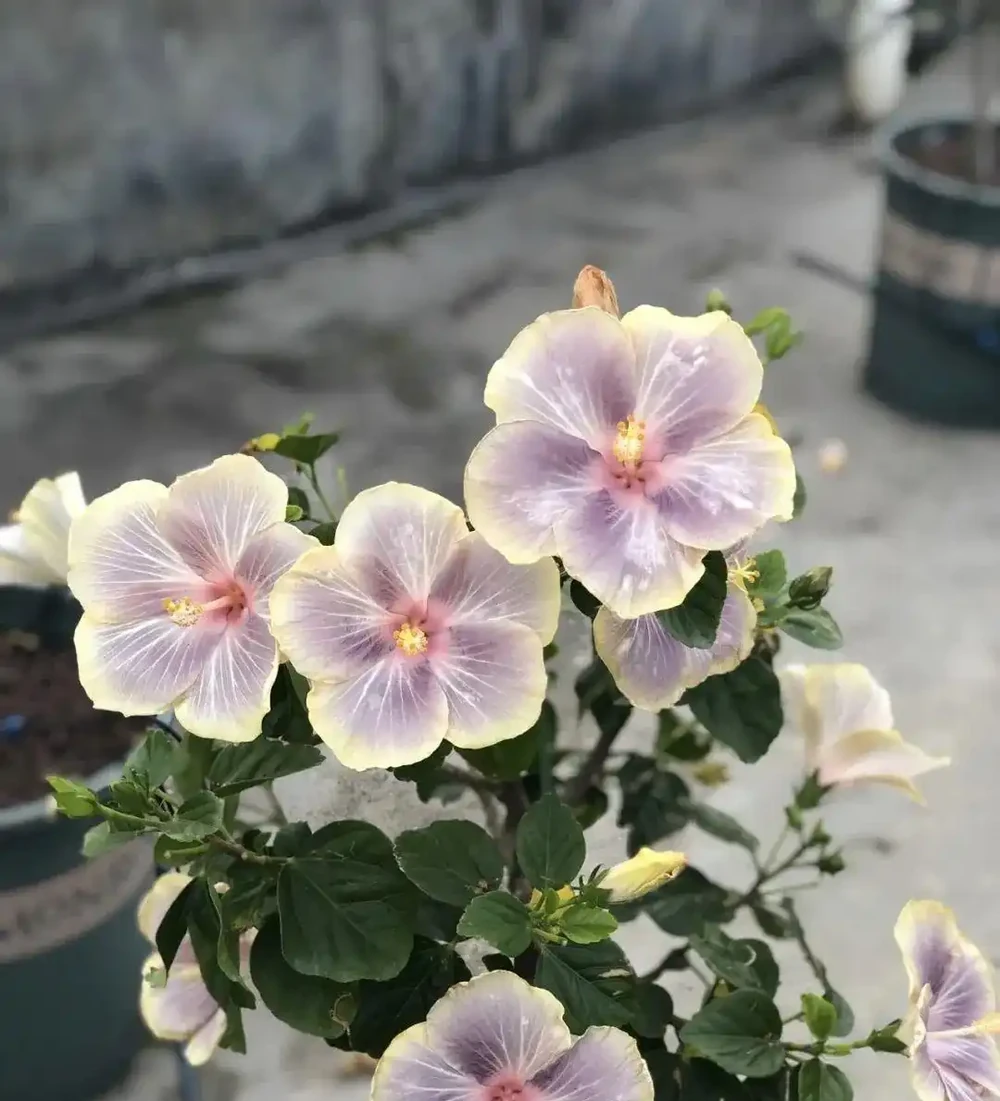 開花期長達「300天」的10種花,陽臺上有一棵就能「美翻天」