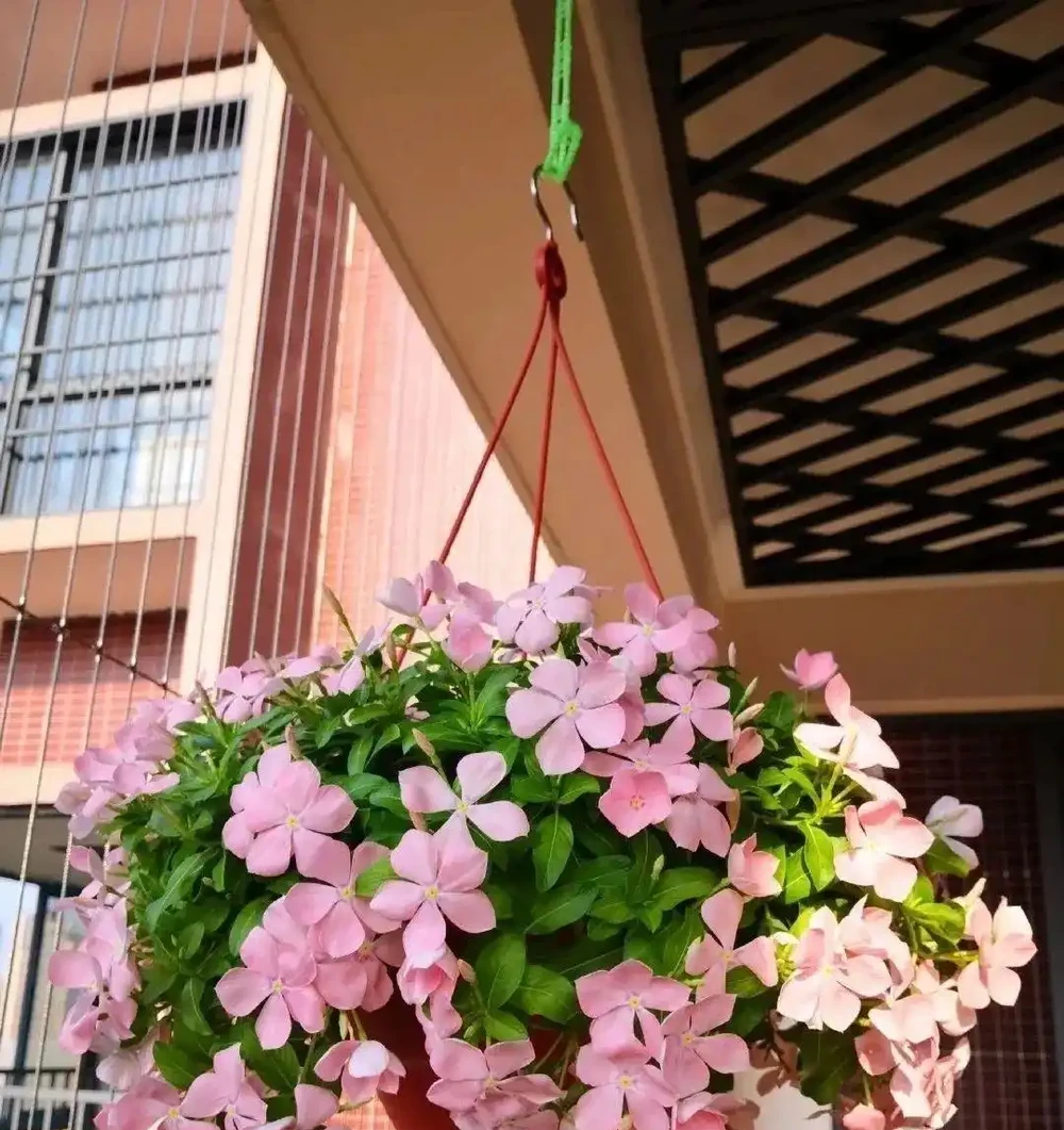 開花期長達「300天」的10種花,陽臺上有一棵就能「美翻天」