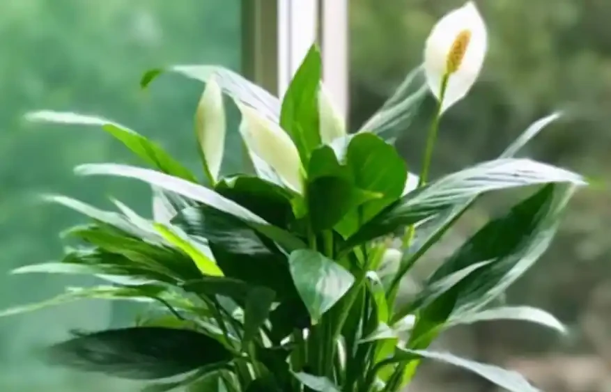 白鶴芋可以澆啤酒嗎？