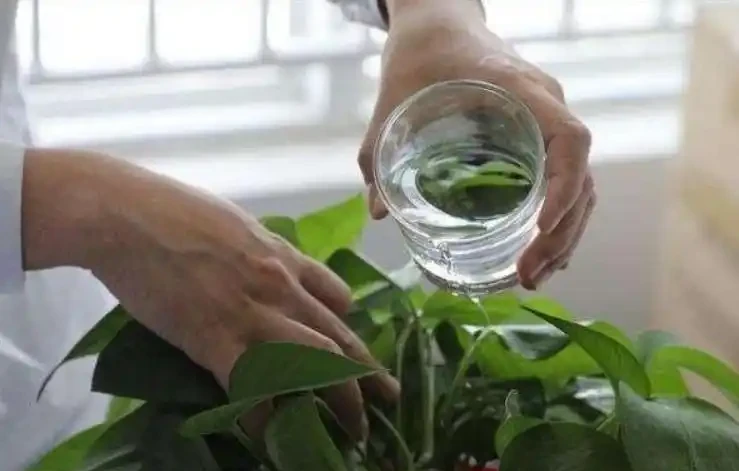 白鶴芋可以澆啤酒嗎？