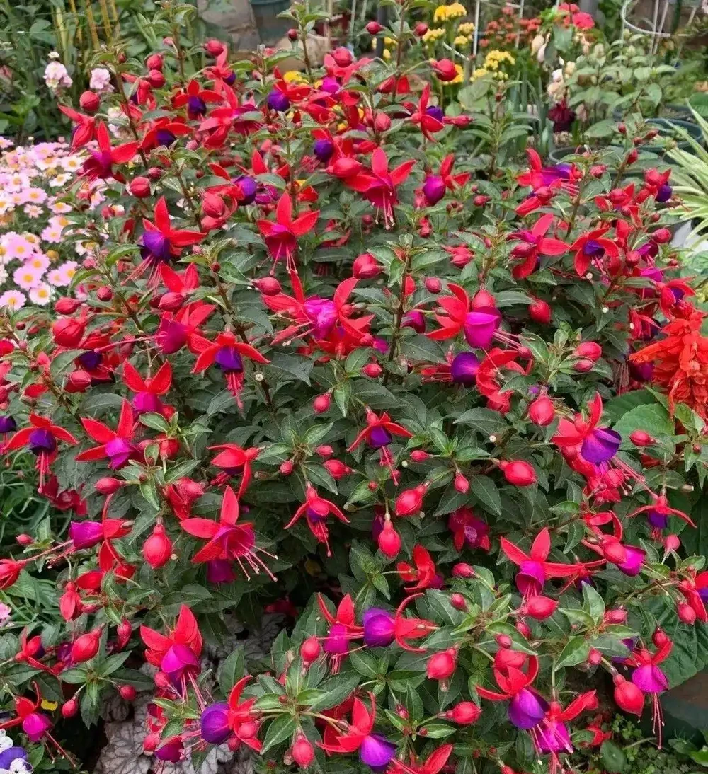 開花期長達「300天」的10種花,陽臺上有一棵就能「美翻天」