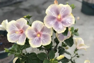 開花期長達「300天」的10種花，陽臺上有一棵就能「美翻天」