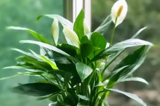 白鶴芋可以澆啤酒嗎？