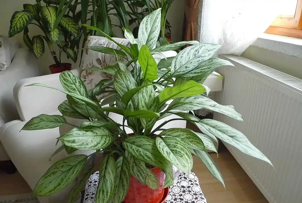 10種適合臥室養的綠植,淨化空氣,好養易活