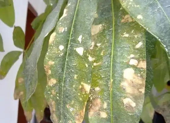發財樹葉子乾枯是怎麼回事