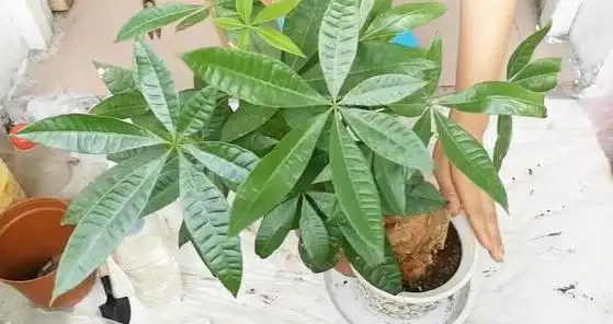 發財樹葉子乾枯是怎麼回事