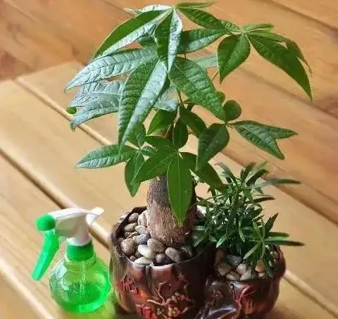 發財樹葉子乾枯是怎麼回事