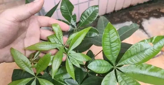 發財樹葉子乾枯是怎麼回事