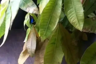 發財樹葉子乾枯是怎麼回事