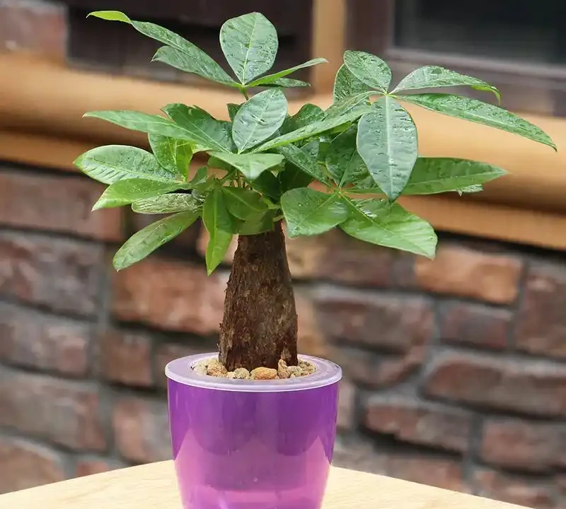 發財樹生長狀態不好，葉片發黃掉落是什麼原因